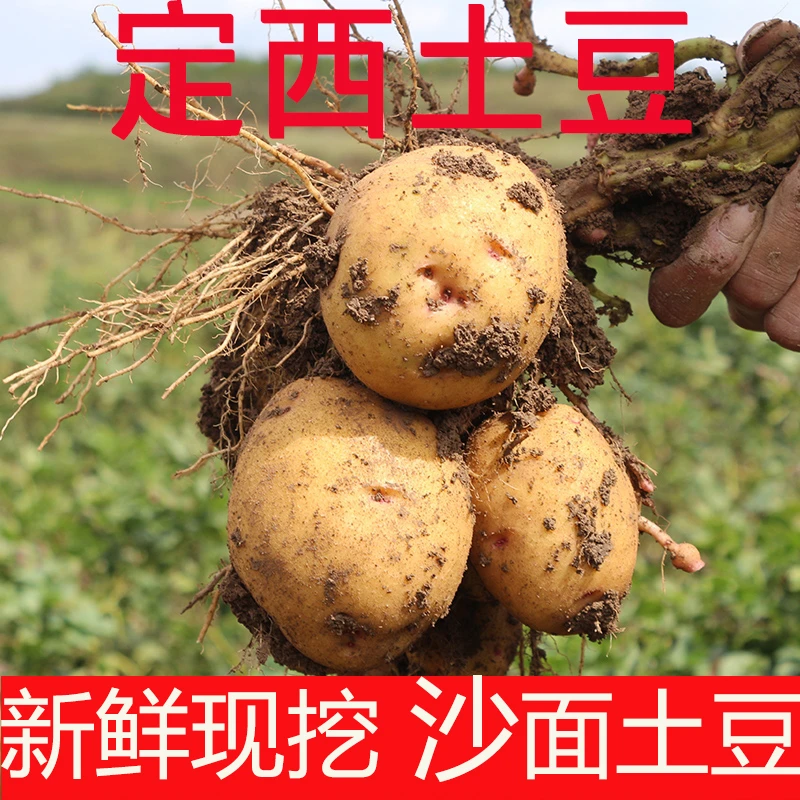 甘肃定西旱沙地土豆开花土豆马铃薯 坏果包赔 5/9斤