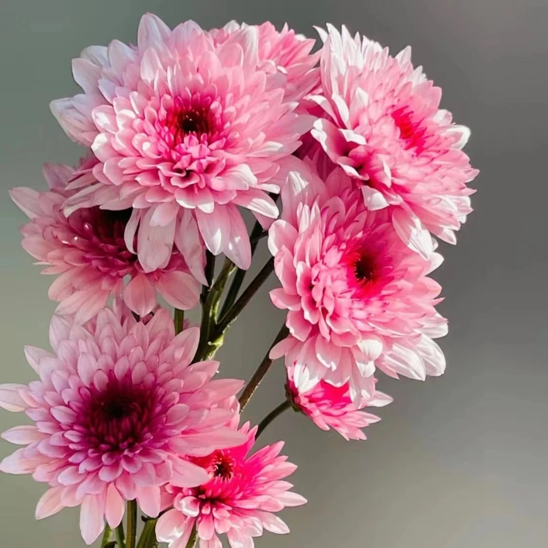 【原产地直发】小雏菊超长待机 鲜切花  顺丰包邮