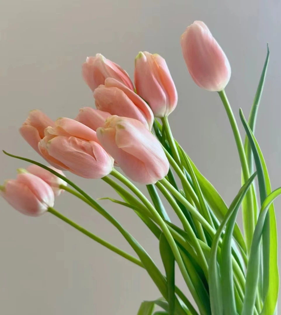 【原产地直发】A级郁金香鲜切花  顺丰包邮