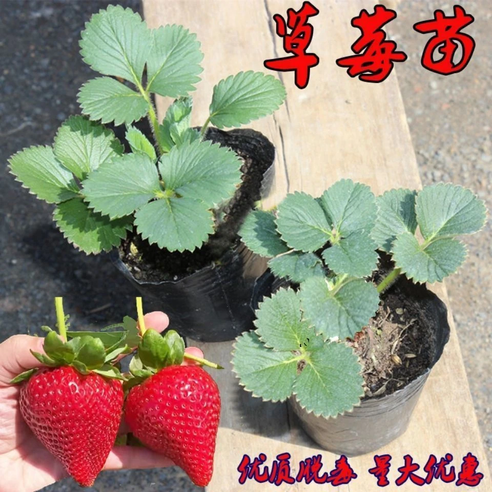红颜奶油草莓苗盆栽带盆带土室内外可食用四季结果阳台种植新苗秧