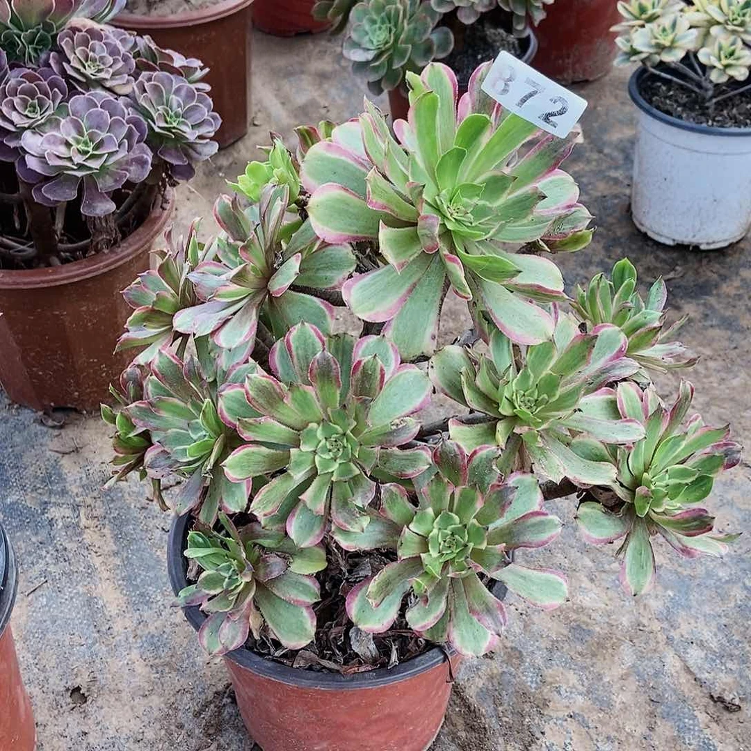 ?****?多肉87200000000000000