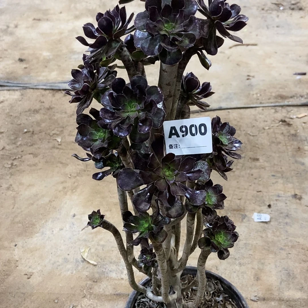 多肉90000000000000