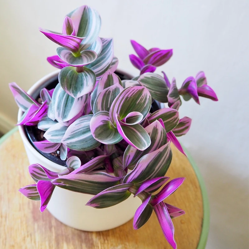 油画婚礼吊兰室内室外桌面办公室盆栽圆叶盆栽长藤垂吊观叶绿植花