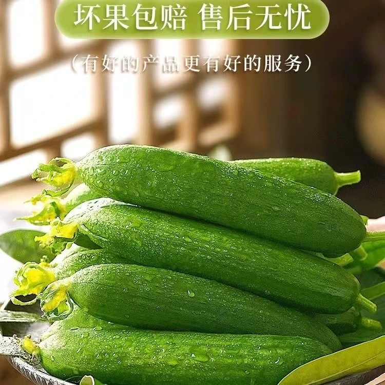 小青瓜水果小黄瓜新鲜无刺现摘现发生吃腌制凉拌黄瓜爽口精选装