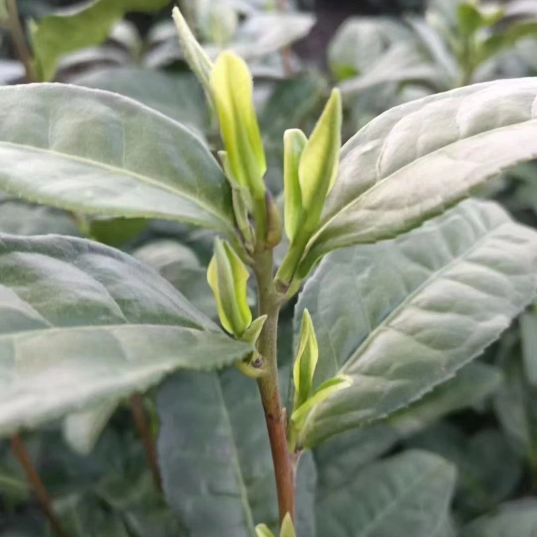 2025新茶大朵茶王