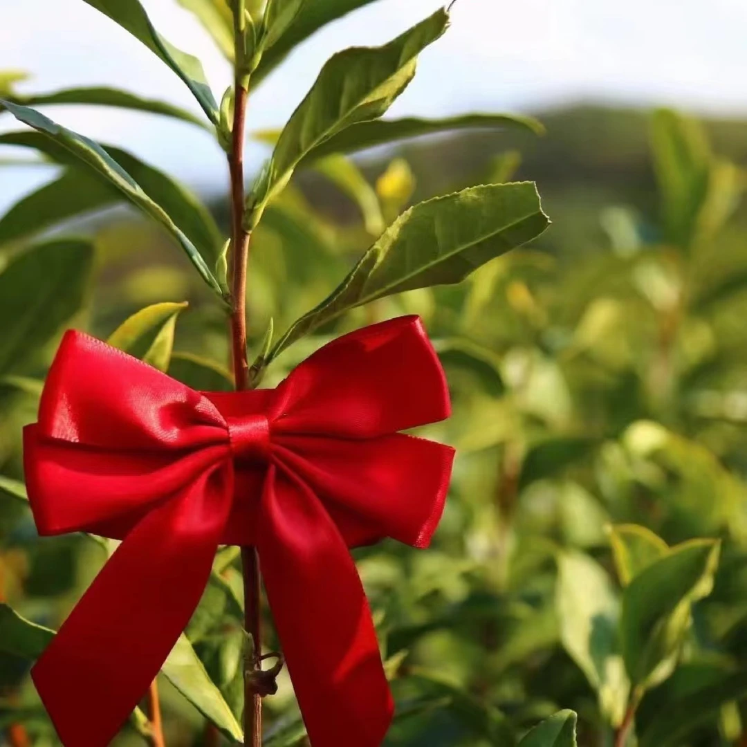 群体种，安吉白茶，好喝茶叶