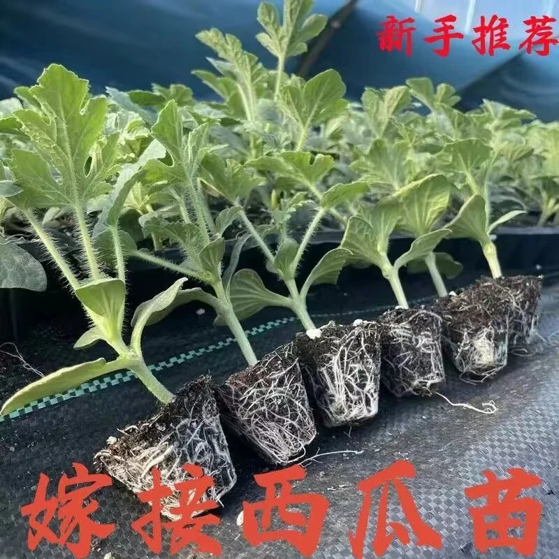 嫁接西瓜苗 麒麟 美都 8424 甜王 2k 阳台庭院地栽盆栽易成活高产