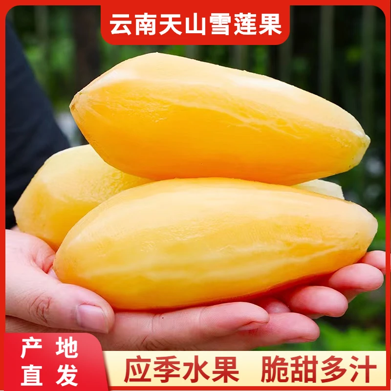 【云南天山雪莲果】黄心雪莲果红泥沙现挖现发净重1斤5斤9斤