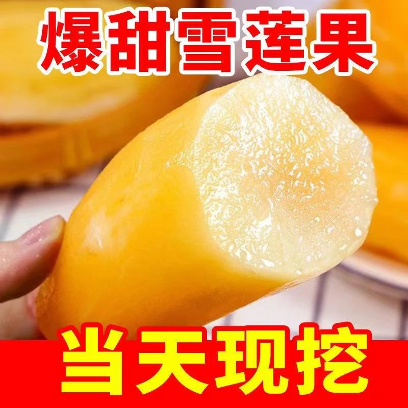 新鲜云南天山雪莲果现挖脆甜多汁新鲜水果净重5斤9斤红泥沙