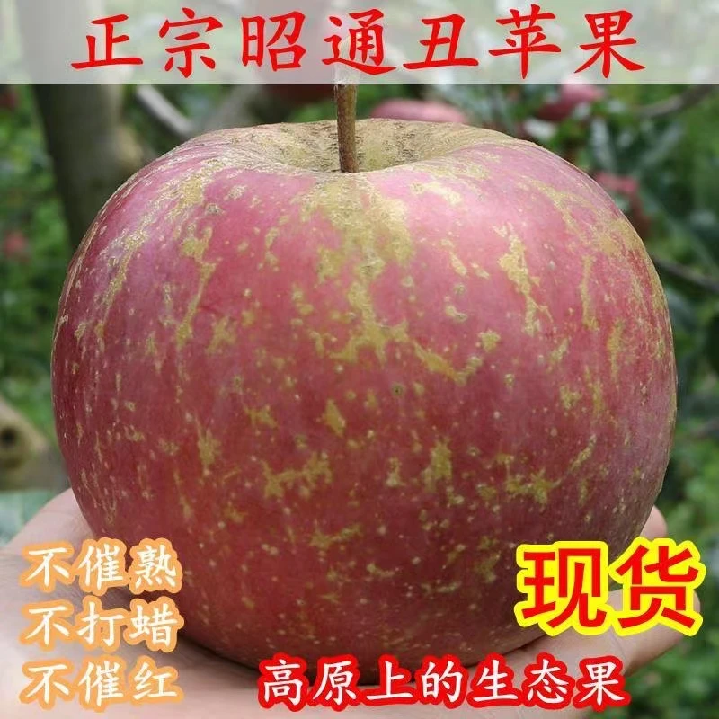 【昭通苹果】现摘正宗云南昭通丑苹果 新鲜水果净重5斤脆甜
