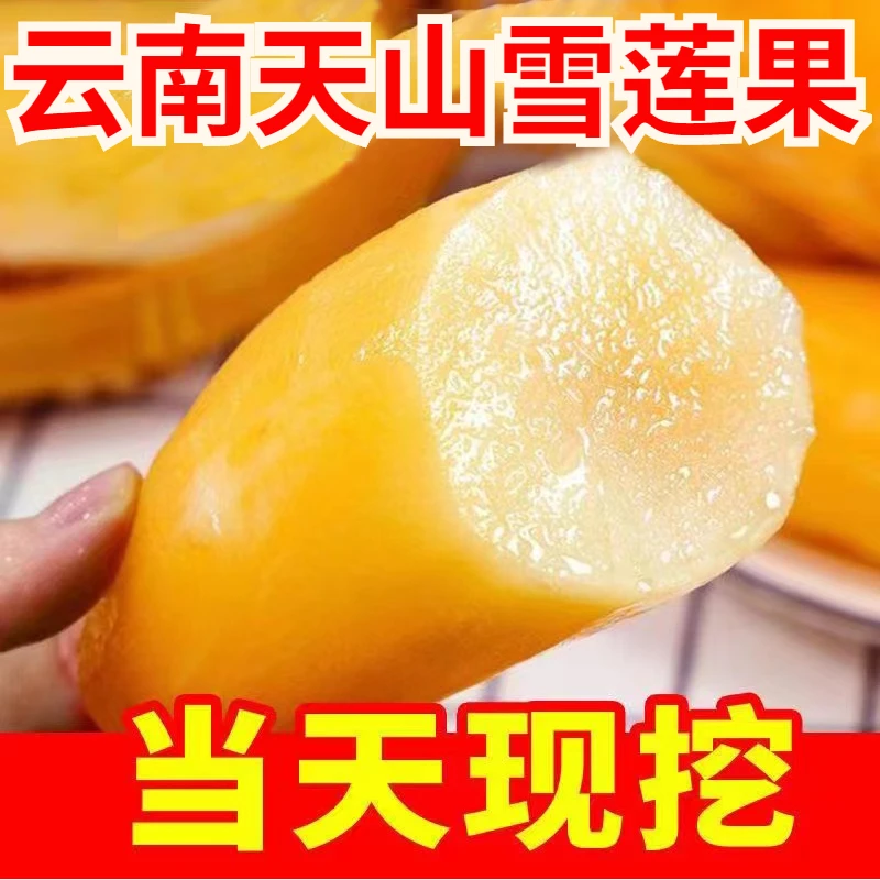 产地直货 云南特产天山雪莲果3斤5斤9斤应季水果现挖发货