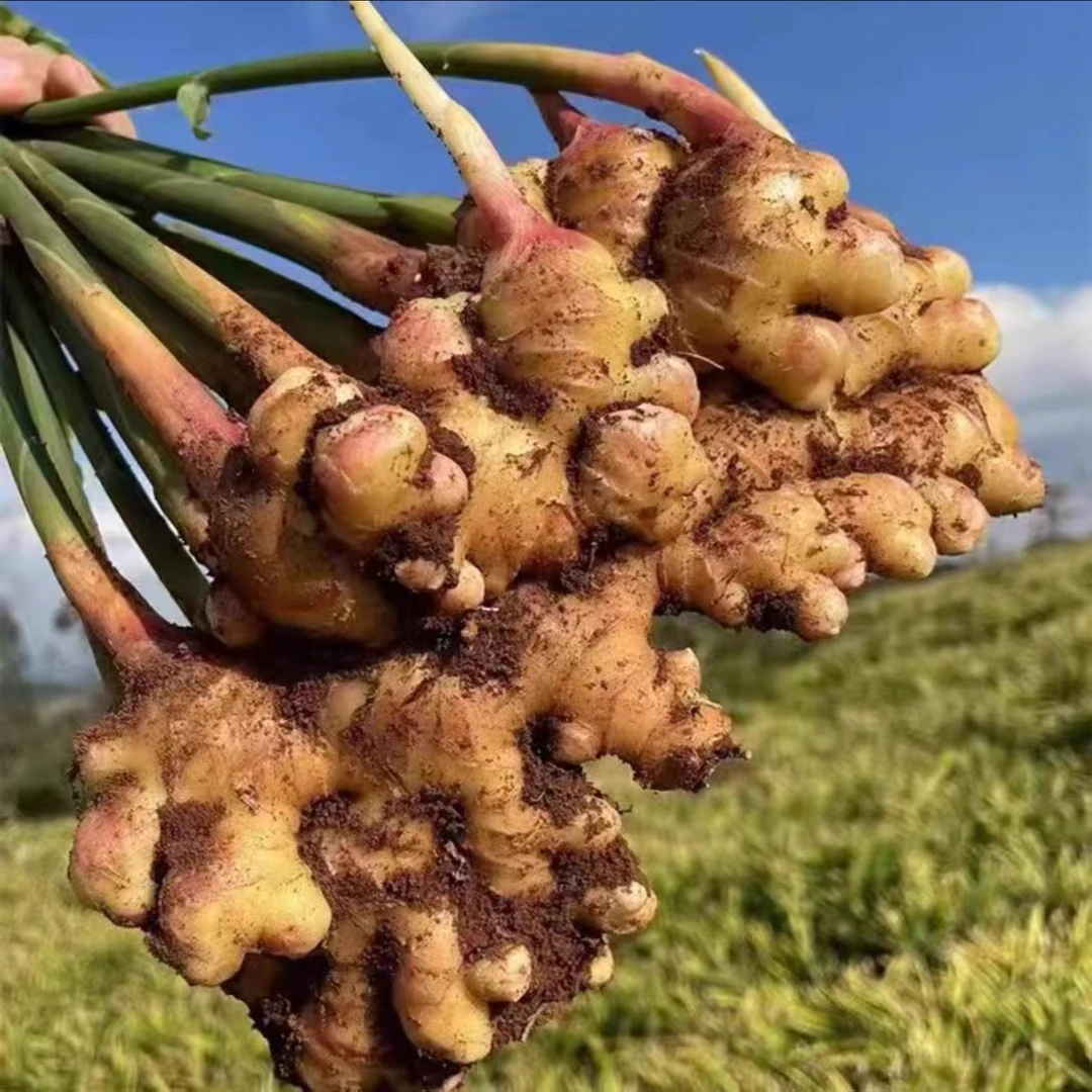 云南高山小黄姜生姜老姜 辛辣生姜泡姜产地直发3斤5斤9斤