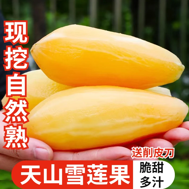 新鲜云南天山雪莲果现挖脆甜多汁新鲜水果净重9斤红泥沙