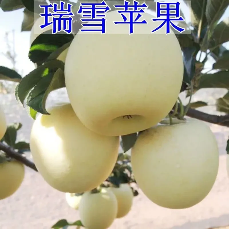 嫁接瑞雪苹果树苗盆栽地栽特大果耐寒苹果苗南方北方种植当年结果