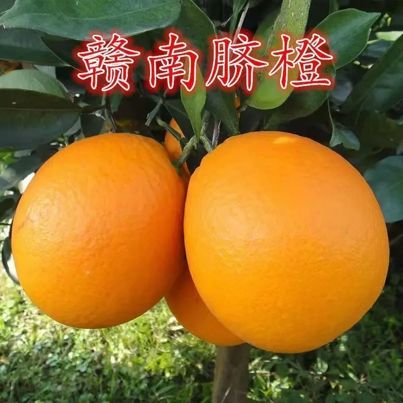 正宗嫁接赣南脐橙树苗纽荷尔血橙果冻橙冰糖橙树苗地栽橙子树苗