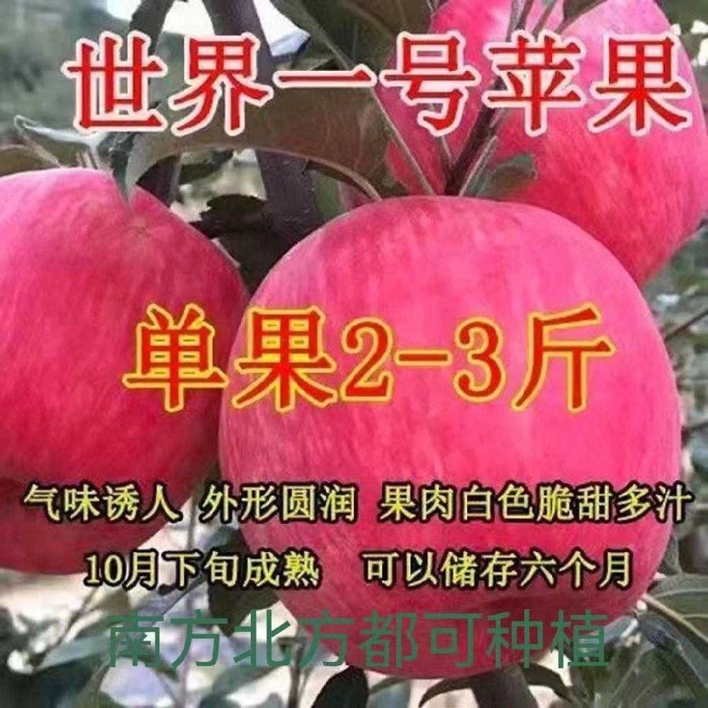 新品种特大超甜嫁接红富士苹果树苗盆栽地栽南北方种植当年结果