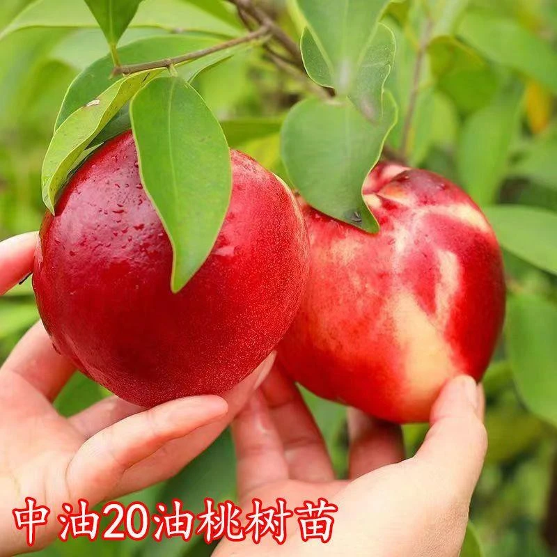 特大中油20油桃苗嫁接油桃树苗早熟南方北方种植盆栽地栽当年结果