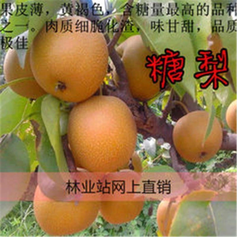 糖梨苗 华山梨树苗 梨树树苗梨子苗脆甜汁多抗病含糖高盆栽地栽