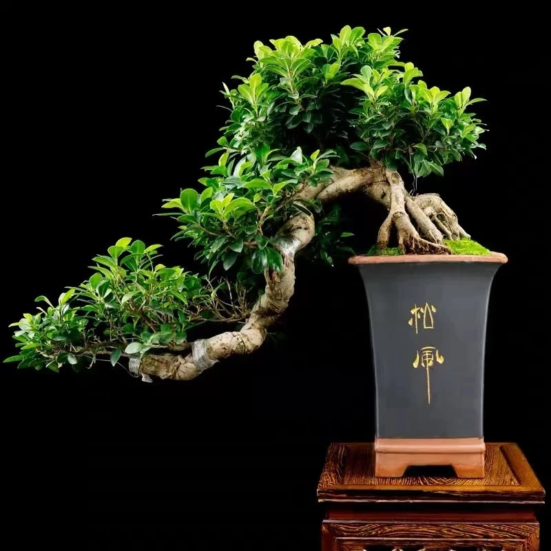 精品老桩罗汉松造型室内植物庭院迎客松真树老桩客厅办公室盆栽