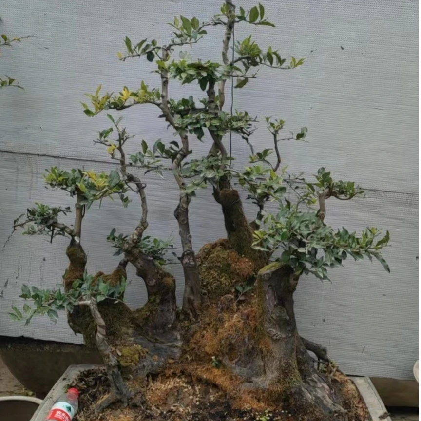 金弹子盆景中华蚊母盆景直播间一物一拍请勿直接下单