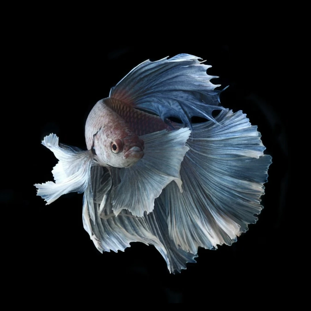 E4（73-96）泰国斗鱼活体精品观赏鱼活体（直播间选鱼）