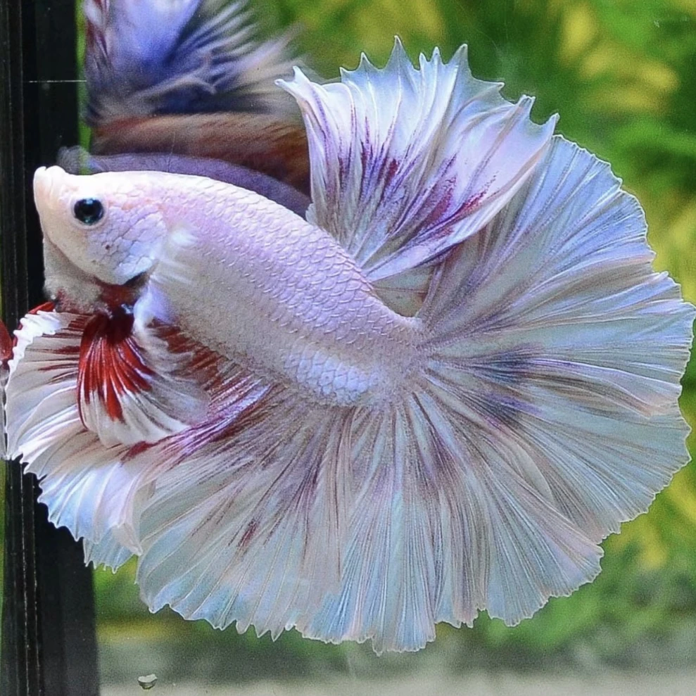 D12（265-288）泰国斗鱼活体精品观赏鱼活体（直播间选鱼）