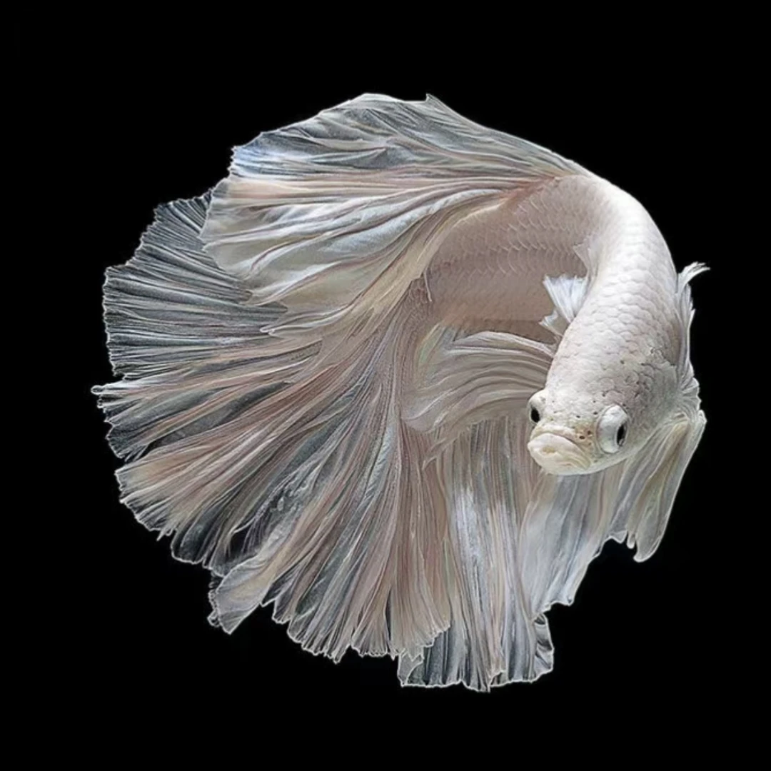 E3（49-72）泰国斗鱼活体精品观赏鱼活体（直播间选鱼）