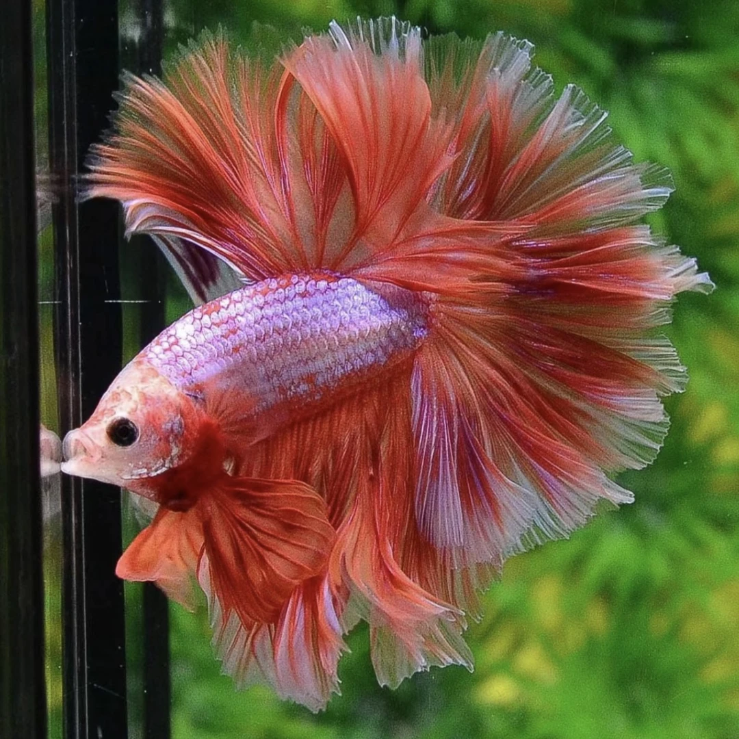 D13（289-312）泰国斗鱼活体精品观赏鱼活体（直播间选鱼）