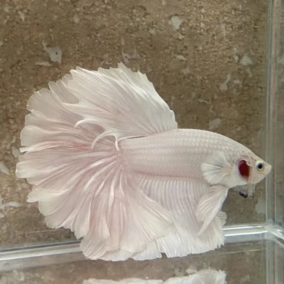 D14（313-336）泰国斗鱼活体精品观赏鱼活体（直播间选鱼）