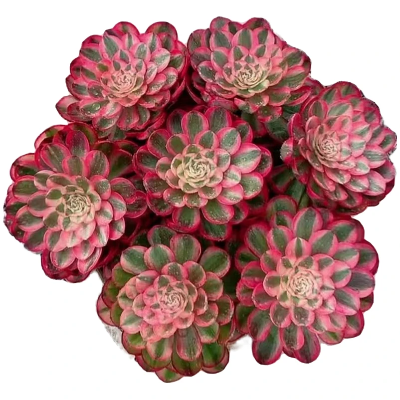 多肉植物法师倾城法师锦老桩盆栽种植红色花卉盆栽绿植茶室盆景