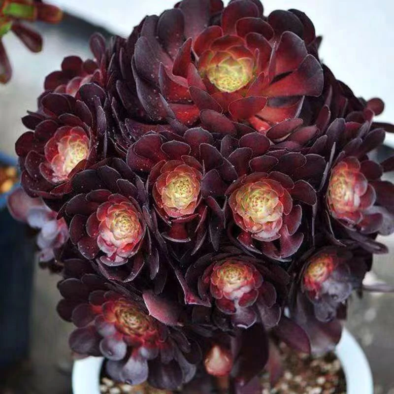 多肉法师法师红色简单多肉老桩大颗多肉植物批发多肉法师盆栽
