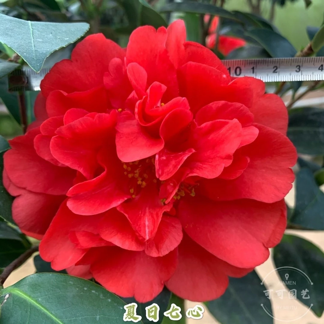 四季茶花开花不断夏日七心夏梦系列茶花盆栽树苗耐热阳台花卉树