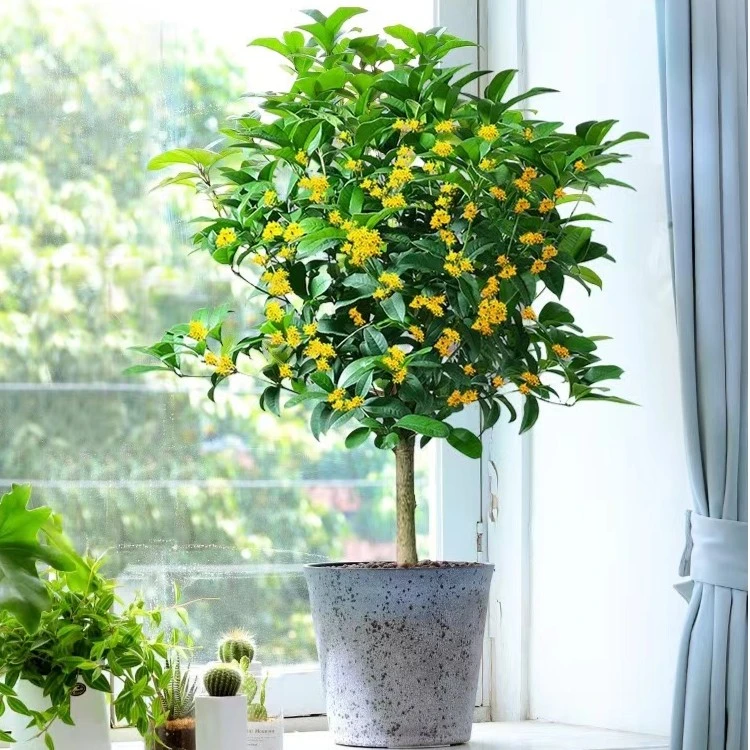 盆栽四季桂花树月月桂开花带香味阳台室内外非常好养庭院花卉绿植