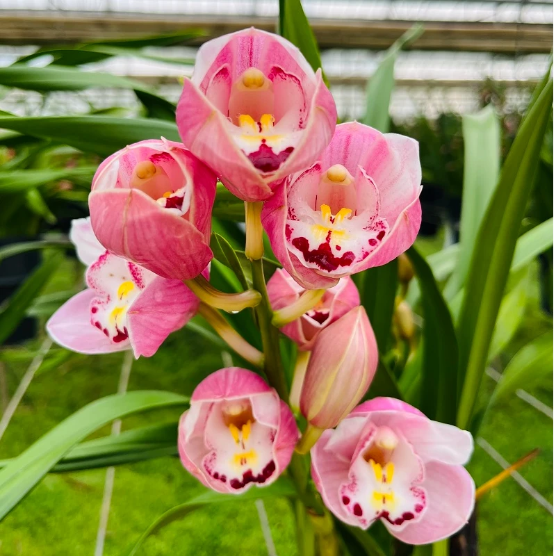 【兰霄花卉】大花蕙兰-彩蝶  年宵花  粉色系高端精品盆栽 基地直发