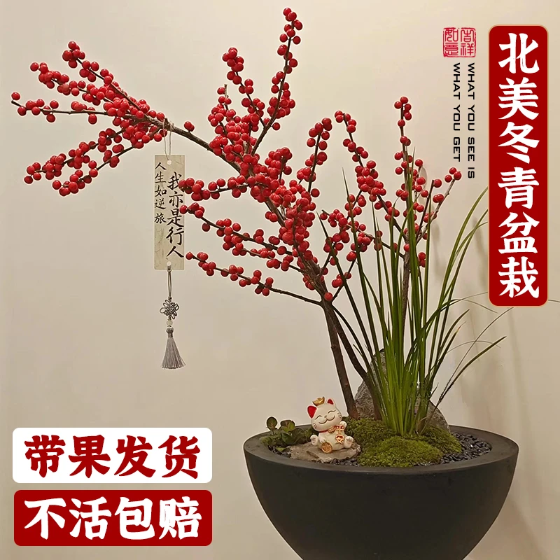 进口北美冬青盆栽带红果送公树年宵花真鲜花耐寒花卉树苗冬季家居