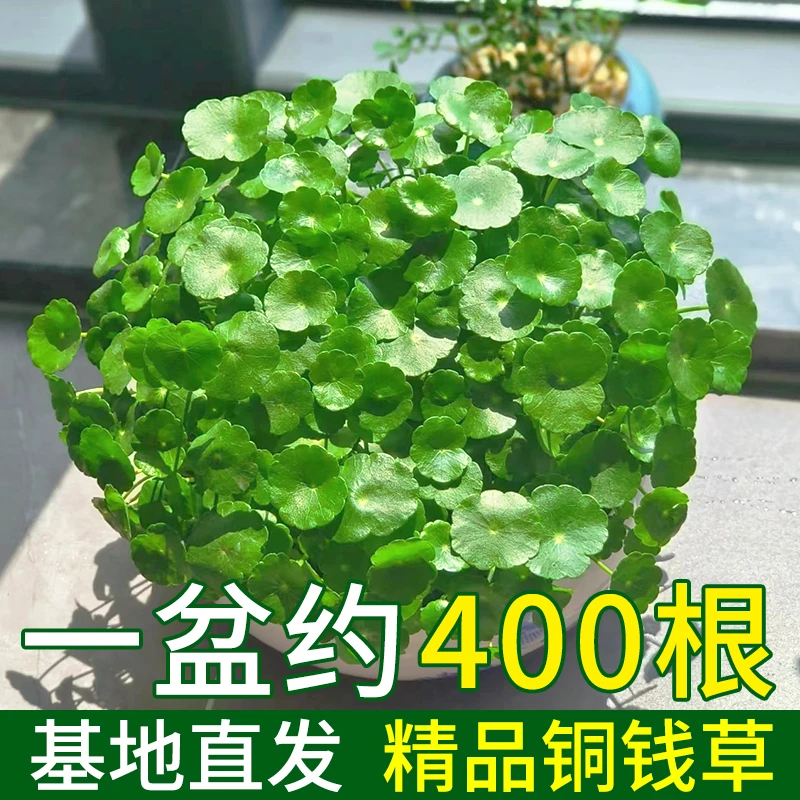 带叶铜钱草水培植物桌面水养绿植自然鲜活金钱草室内四季花卉盆栽
