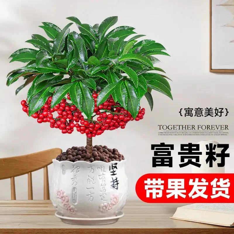 富贵籽盆栽黄金万两植物带果子红果客厅招财室内好养秋冬花卉绿植