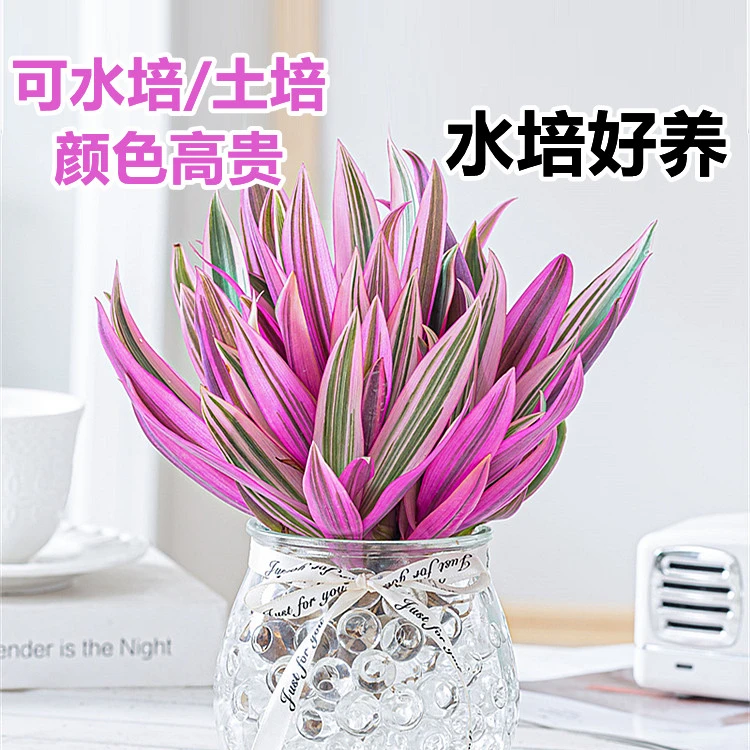 紫露兰盆栽无土水培植物高端花卉植物室内花网红绿植好养活除甲醛