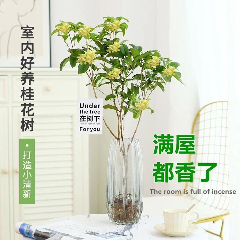 水培桂花盆栽树苗水养植物四季桂花鲜切花浓香型室内好养绿植花卉
