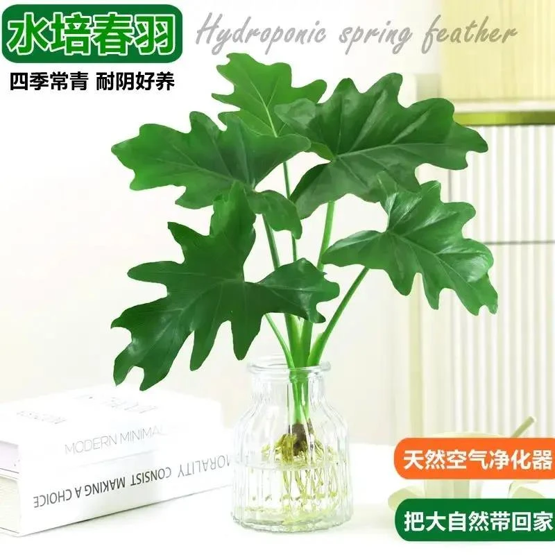 水培植物春羽绿植盆栽花卉植物室内易养活观叶无土纯羽室内好养