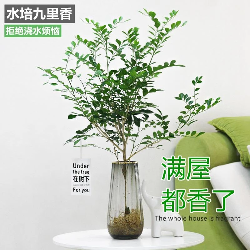 水培植物九里香马醉木吊钟四季常绿好养观叶绿植室内造型花卉盆栽