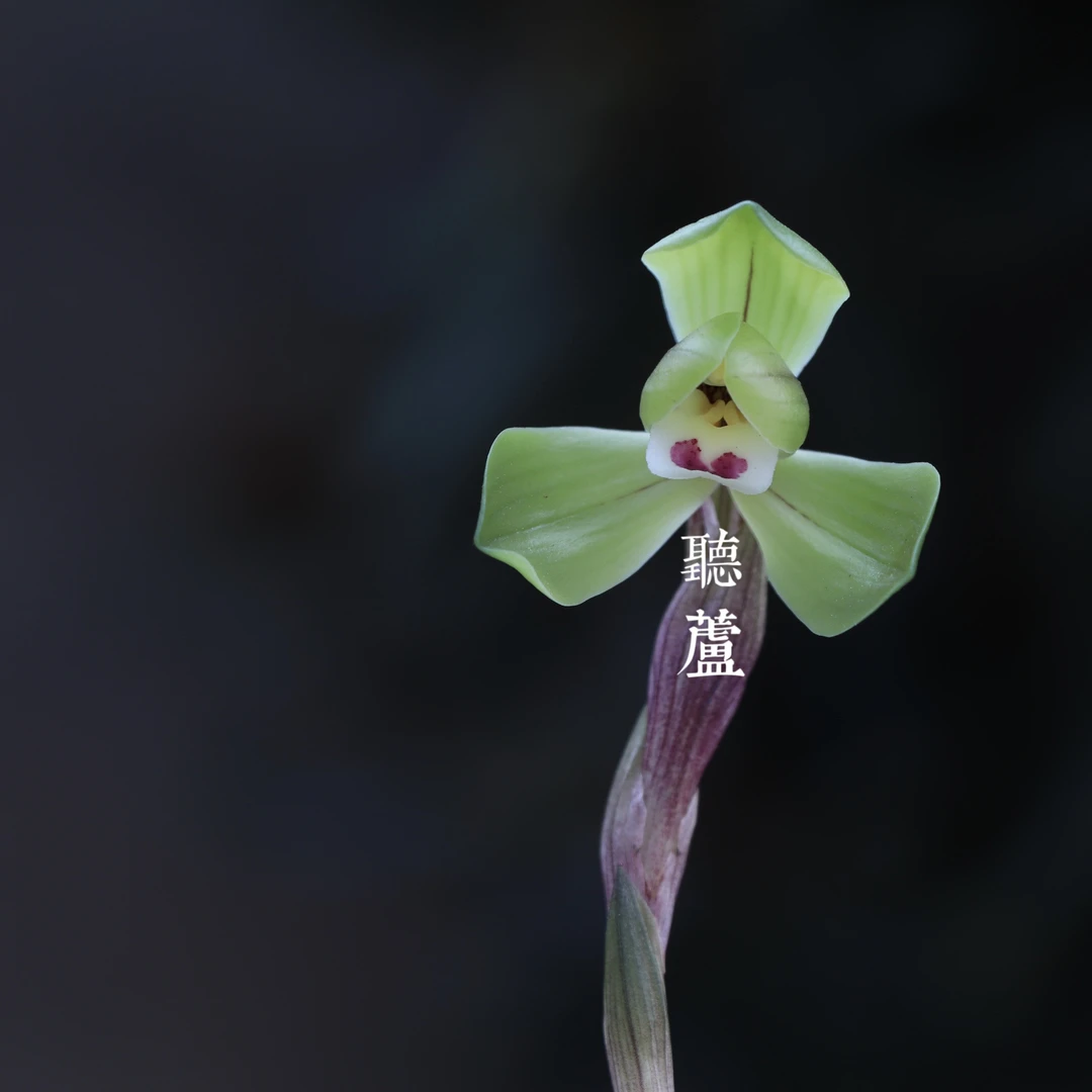 直播间兰花一物一拍