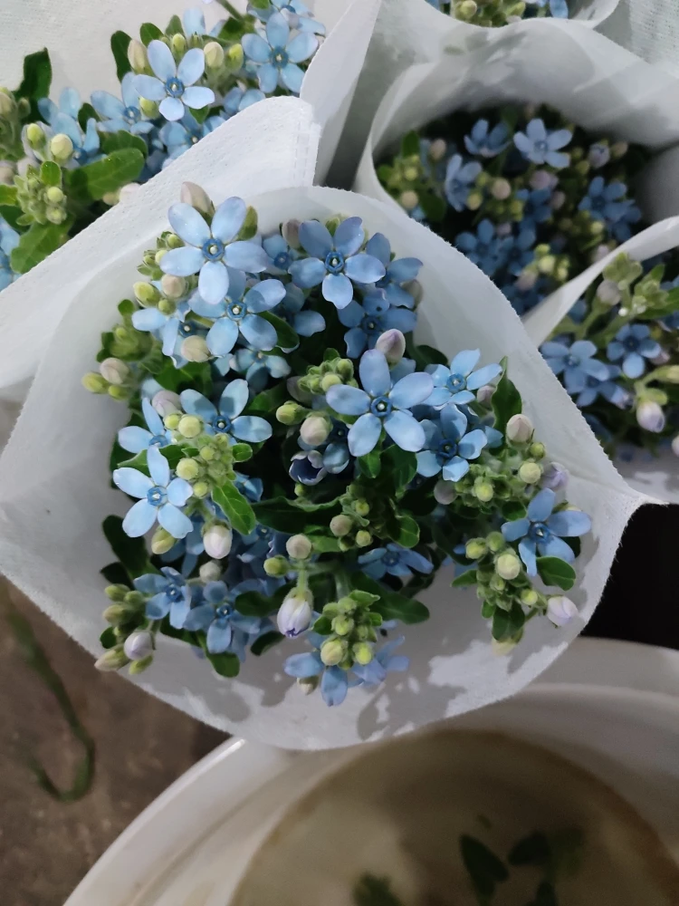 蓝星花苗多年生宿根植物鲜切花