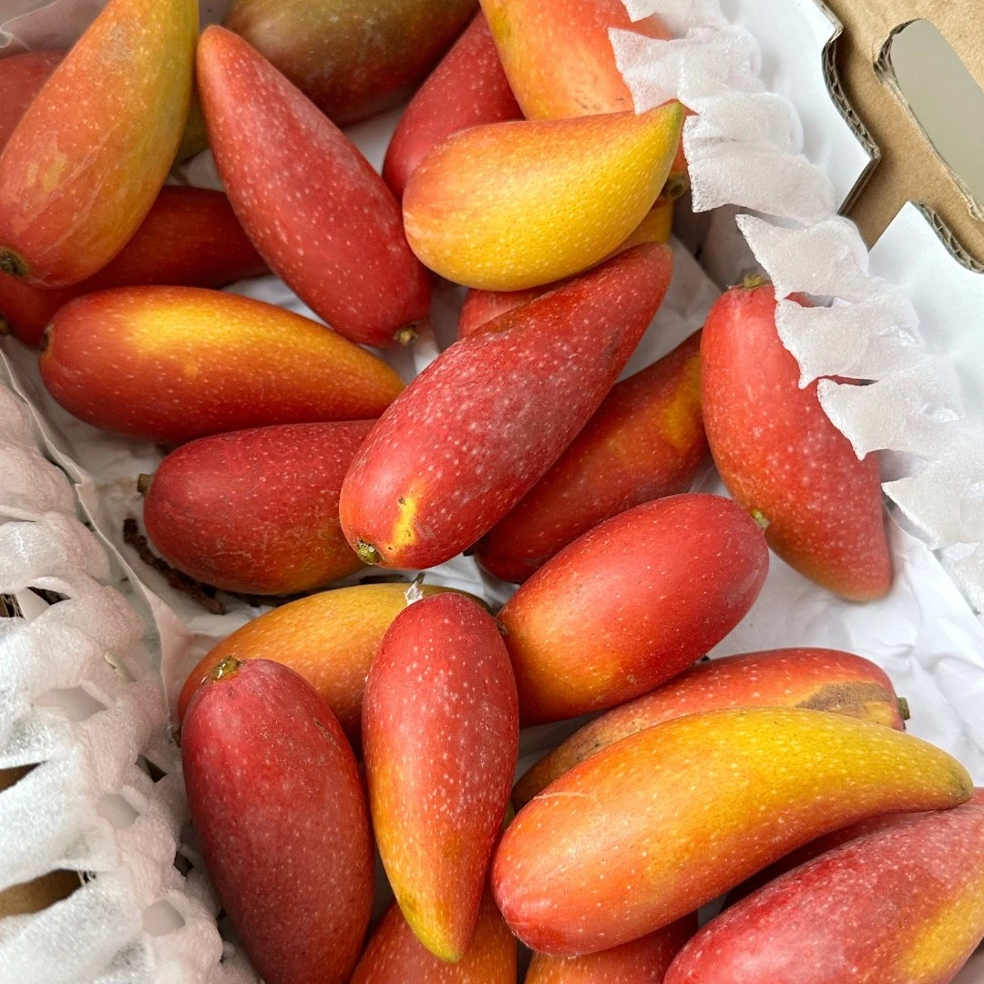 广西百色芒果  特色辣椒芒新品上市 鱼骨核可食用度高五斤尝鲜