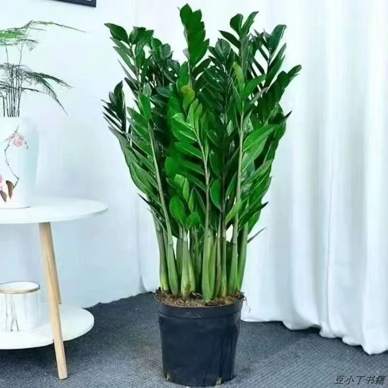 【不带盆】金钱树0.9-1.1米左右大型盆栽懒人植物室内客厅好养绿植