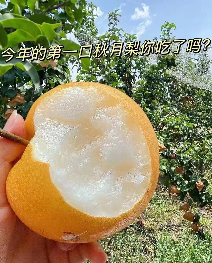 秋月梨切盒480克