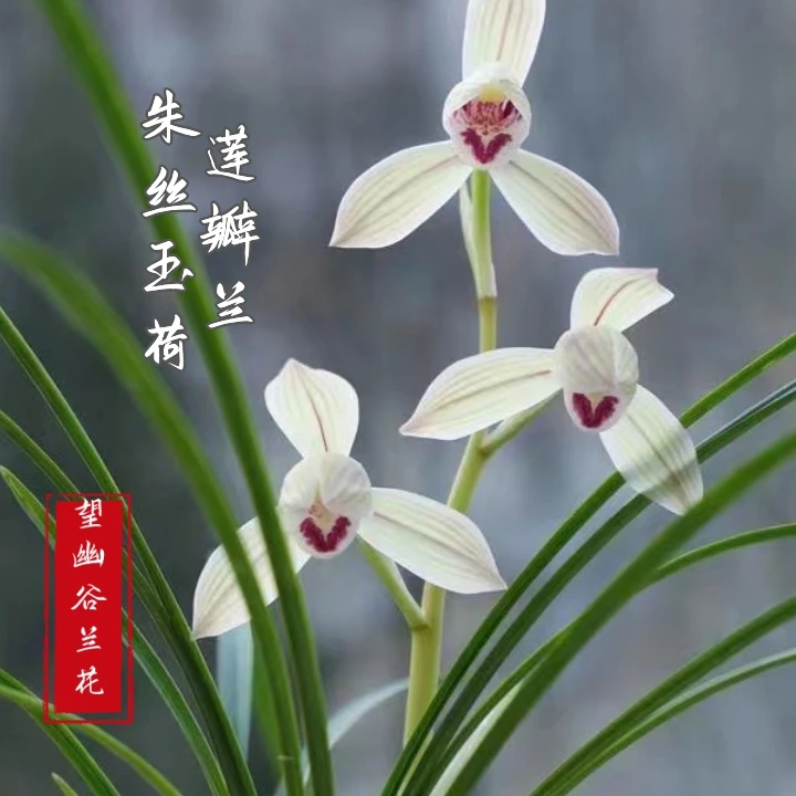 经典名品国兰莲瓣兰朱丝玉荷白花荷瓣花趣味绿植室内兰花大盆花卉