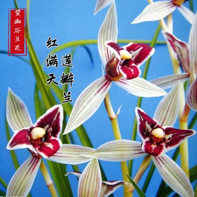 国兰经典三星蝶莲瓣兰红满天幽香型绿植盆栽花卉室内兰花盆栽