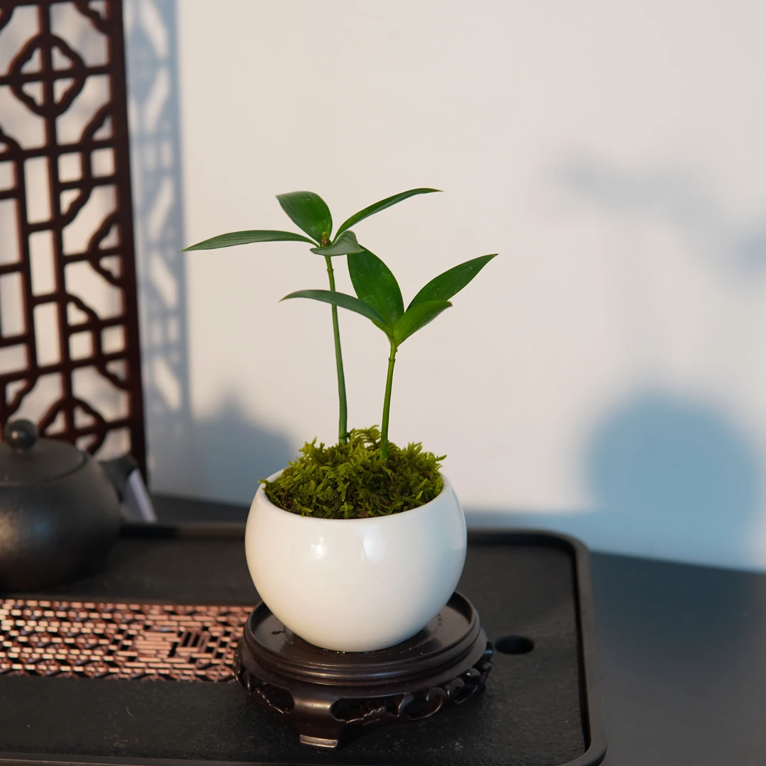 幸运四叶草竹柏桌面绿植盆栽好养四季常青