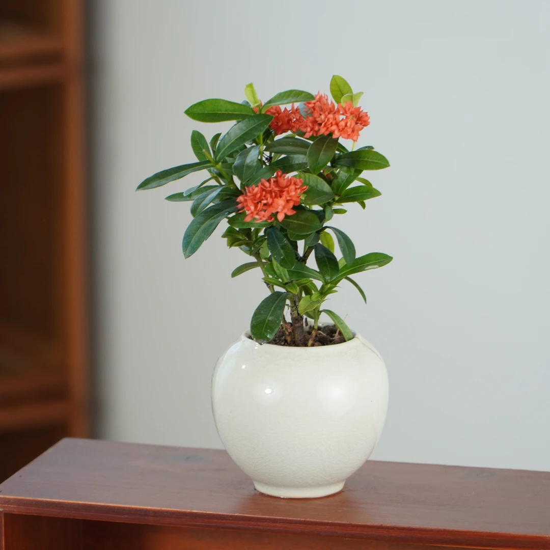 龙船花桌面绿植开花植物盆栽